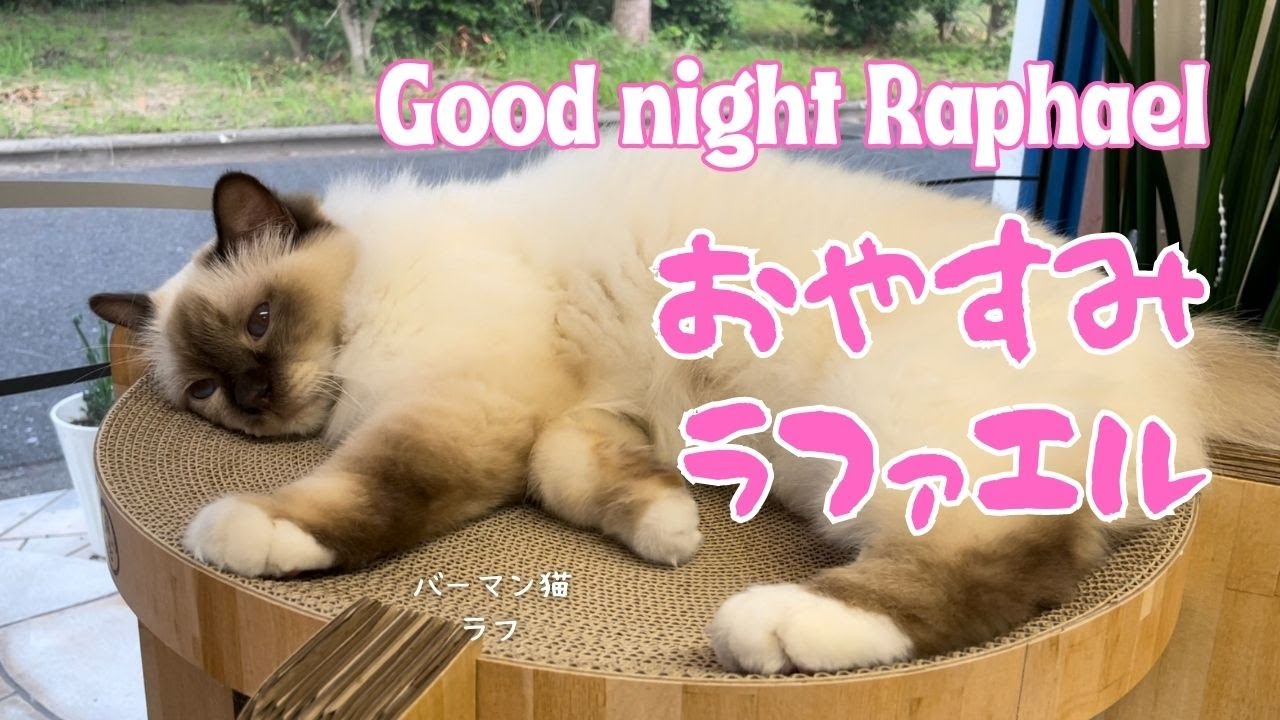 バーマン猫ラフ【おやすみラフ】Good night Raphael（バーマン猫）Birman/Cat