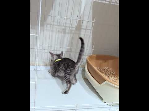 アビシニアン 9/2より見学後にお引渡しできます(*^^*)　ブラックシルバースポテッドタビー