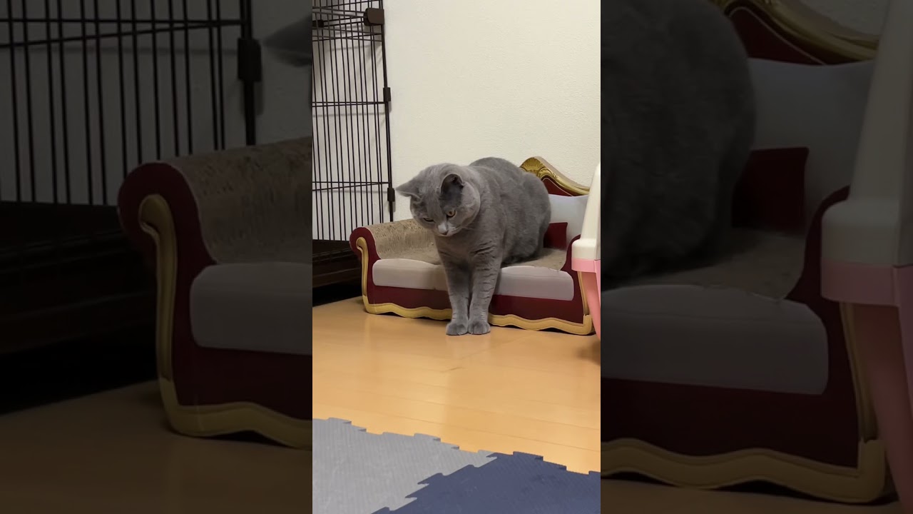 [シャルトリュー]このポーズは？ w #猫 #cat #シャルトリュー