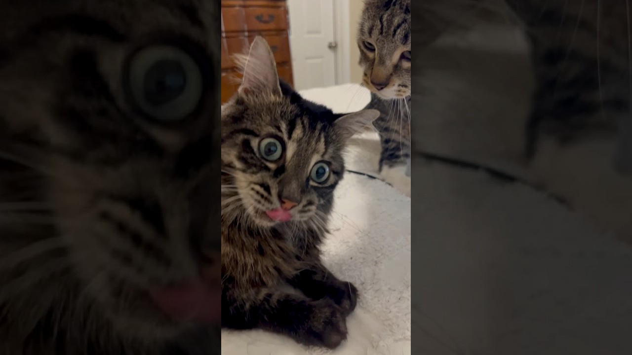 He’s where??? #shortvideo #cats #catvideos #funnycats #shorts