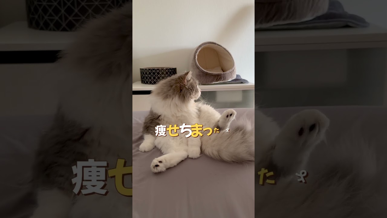 夏バテ気味？の猫🐈やせたってほんと？？　#ねこ #もふもふ #セルカークレックス