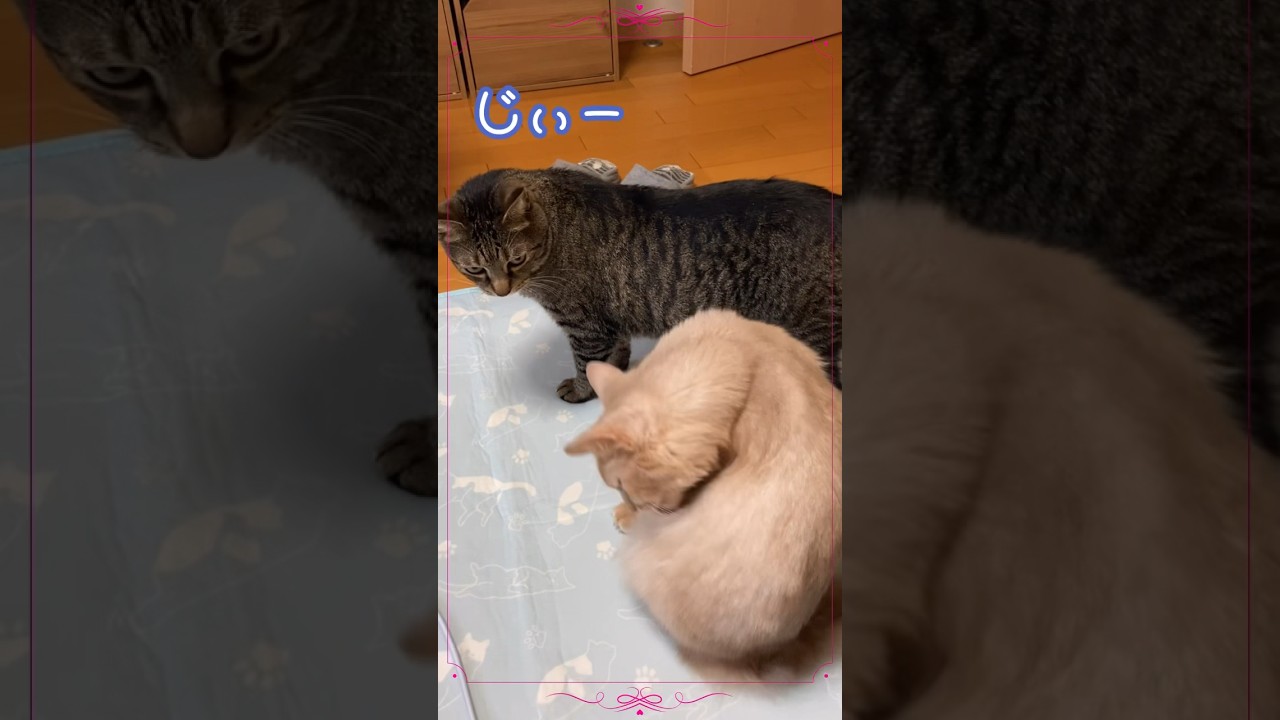 気になりすぎた結果？#shorts #猫 #キジトラ #ソマリ