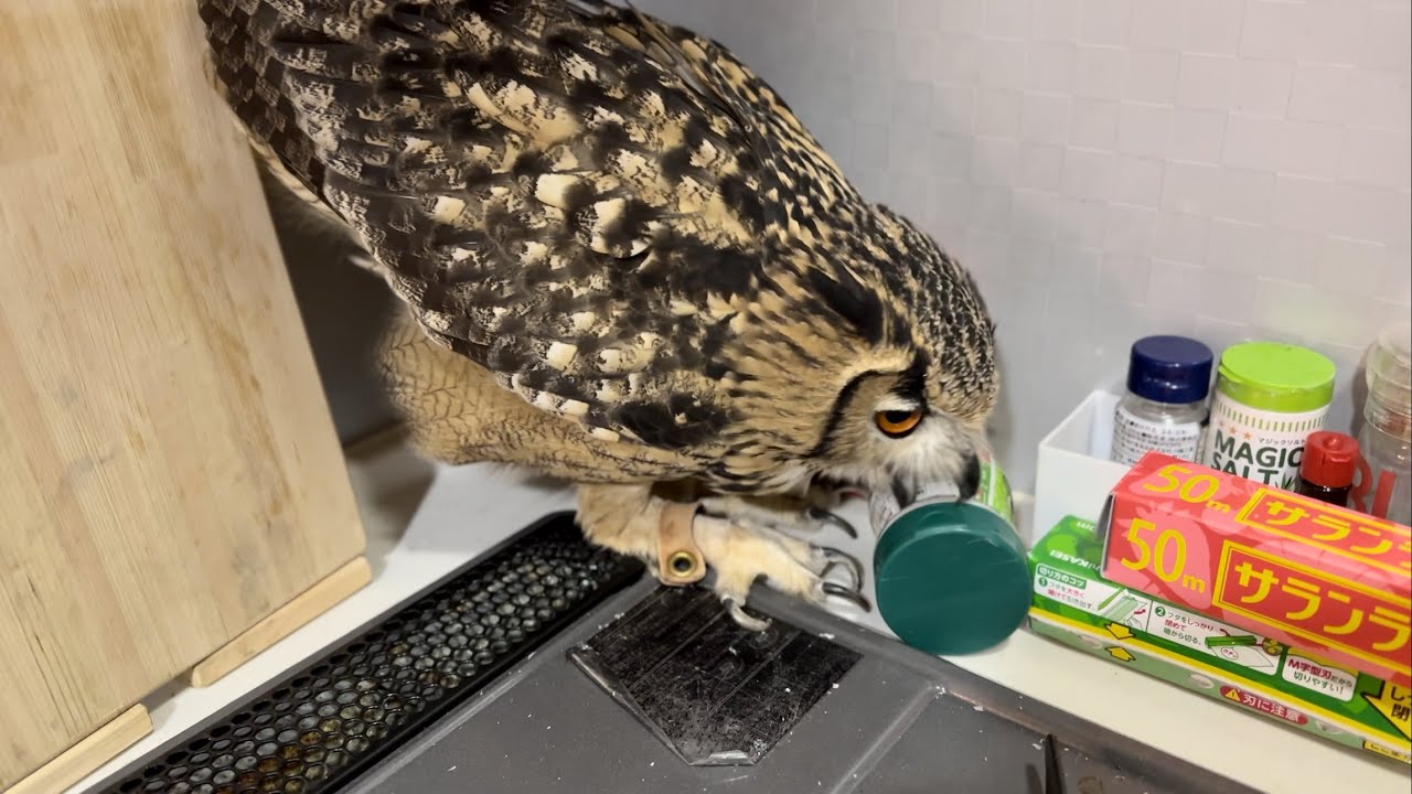 #849 甘えん坊フクロウ Owl with a sweet voice【ベンガルワシミミズク】