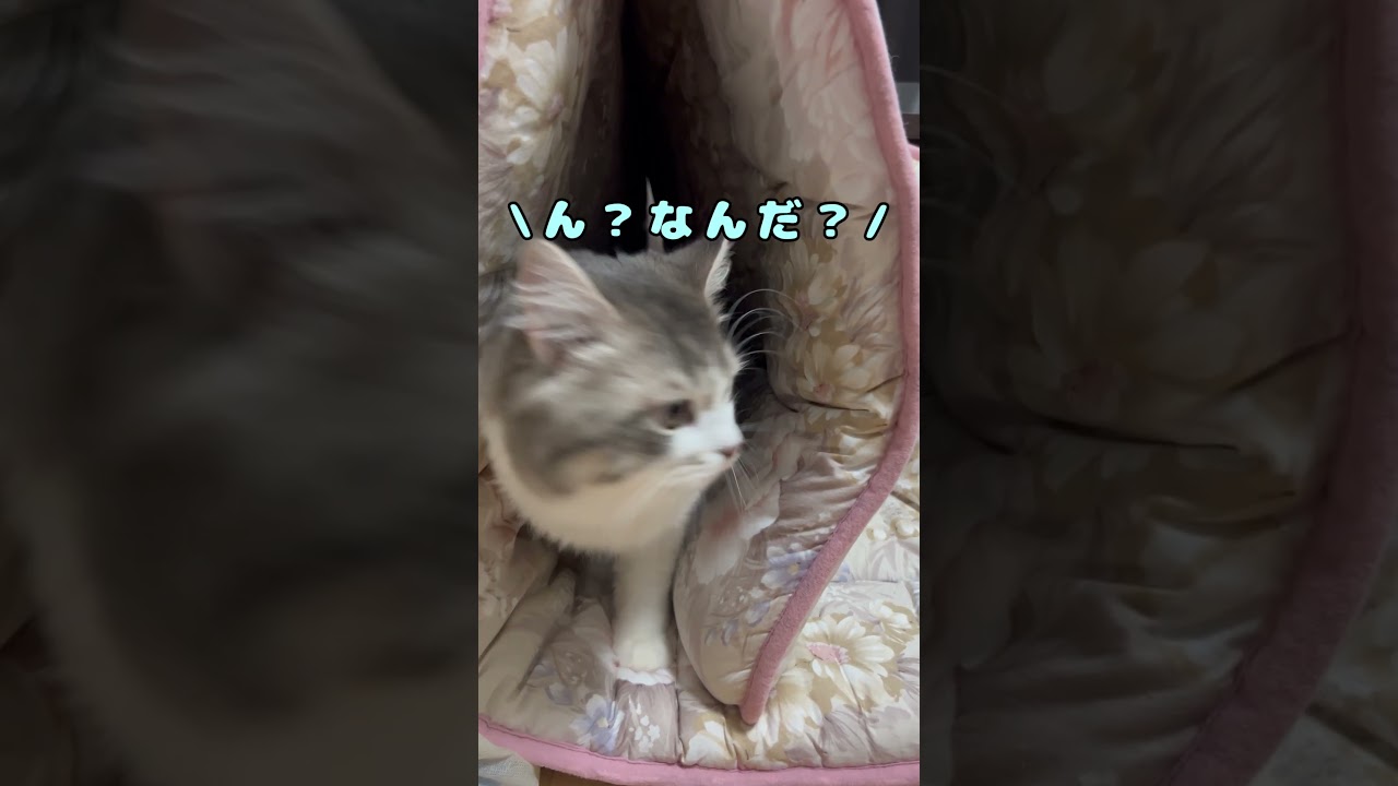 【狭いとこが羨ましい猫】#shorts　#ラガマフィン　#猫