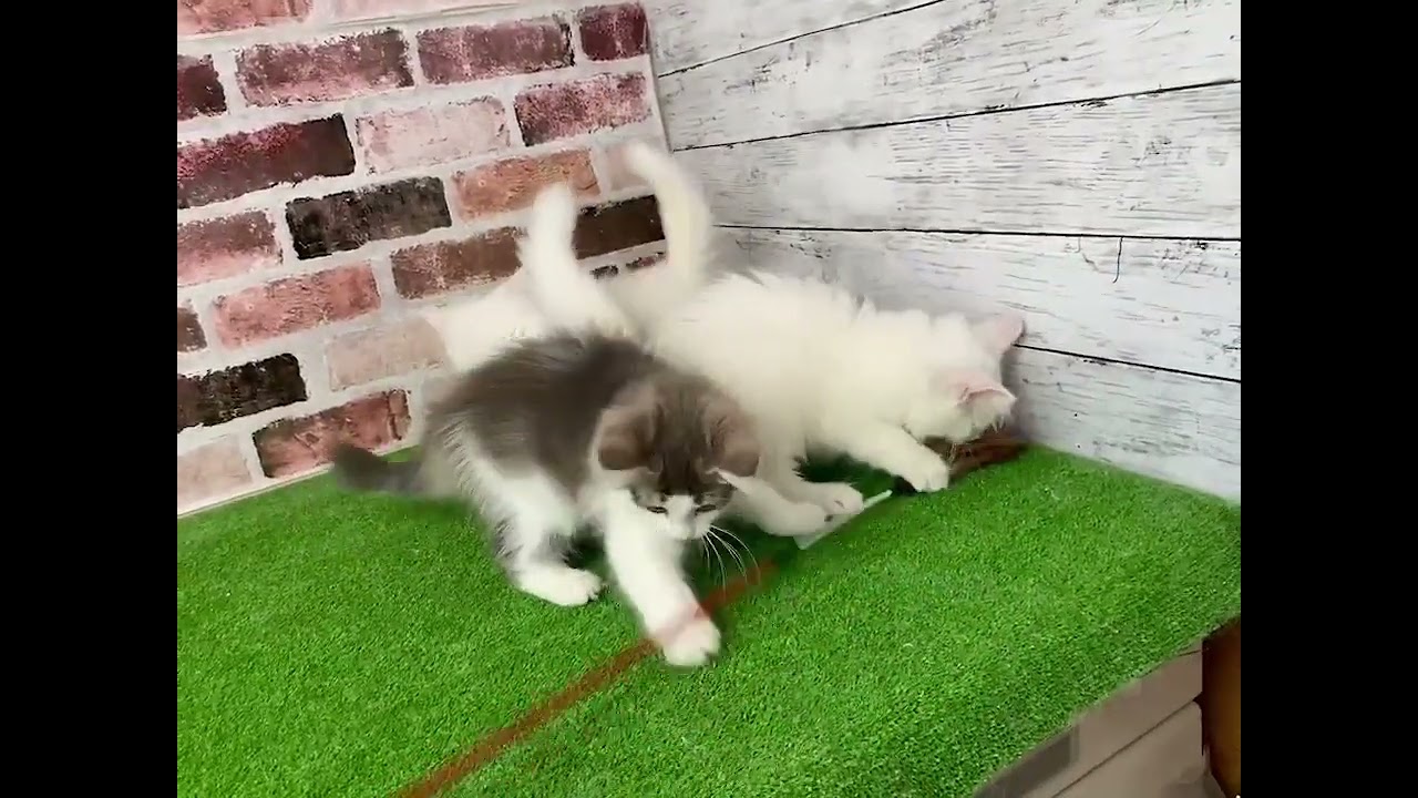 ノルウェージャンフォレストキャット ホワイトソリッド(グリーンゴールド)（ダブルコートロング）の女の子♡