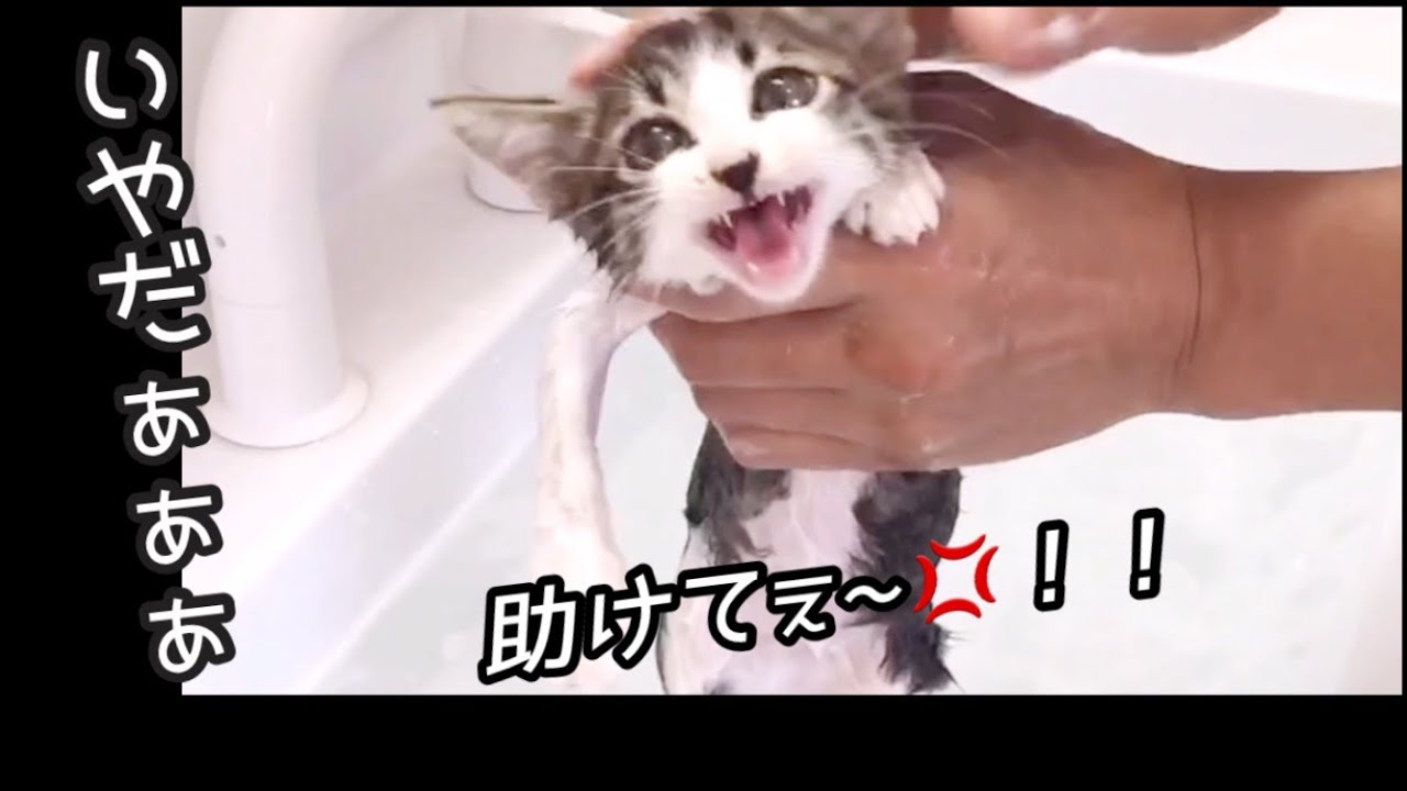 【子猫お風呂】保護猫キキが初シャンプーで大慌て…キキごめん