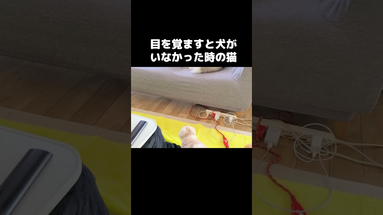 目を覚ますと犬がいなかった時の猫の行動がかわいすぎる...#shorts