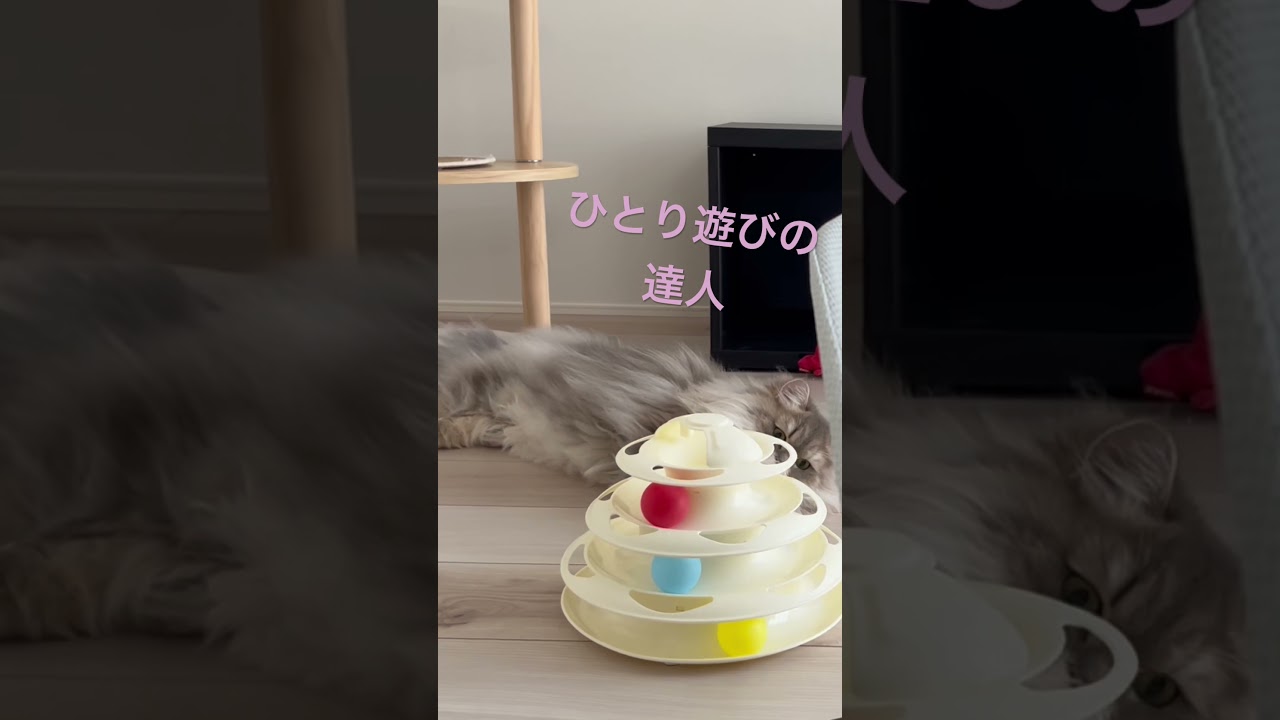 遊び好きなペルシャの戯れ