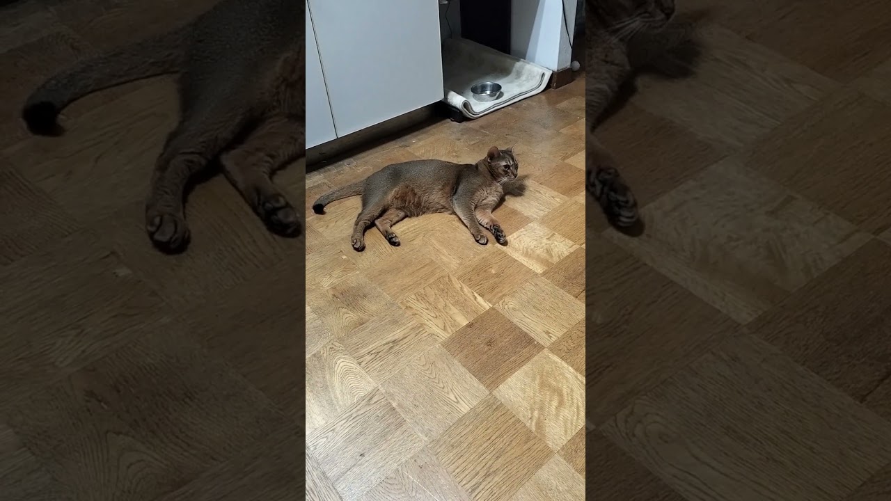 ネコ動画あび#2027　#shorts　あびの毎日　アビシニアン　あび