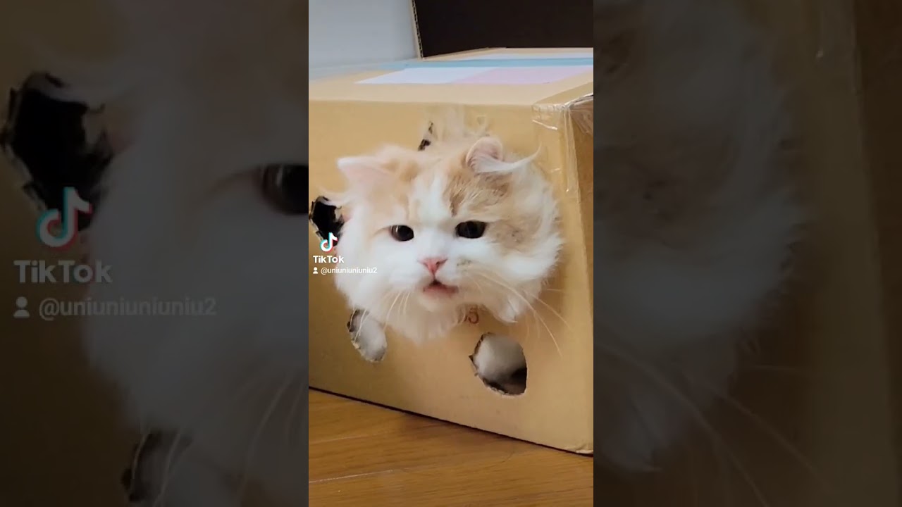 まさかのほっぺ #ラガマフィン #猫動画 #子猫 #サマーカット