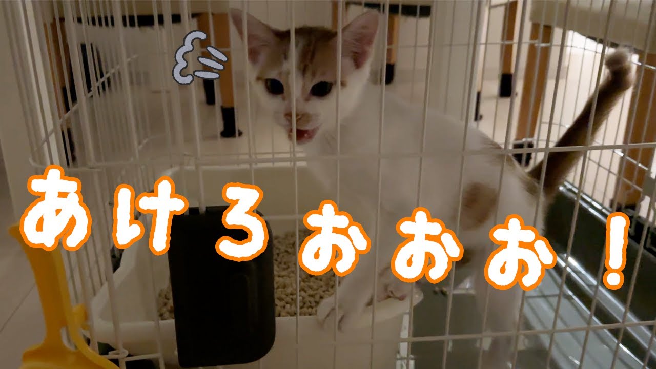 子猫が夜中に鳴きまくるのでケージを開放します！