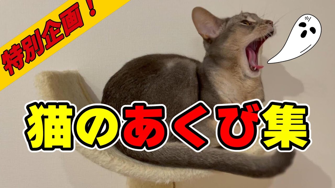 猫アビたんのあくび集♡