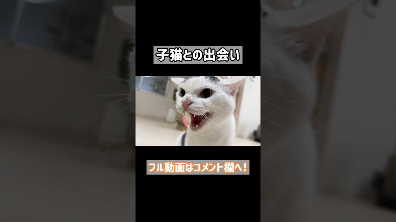 子猫との出会いで威嚇しまくる先住猫 #shorts