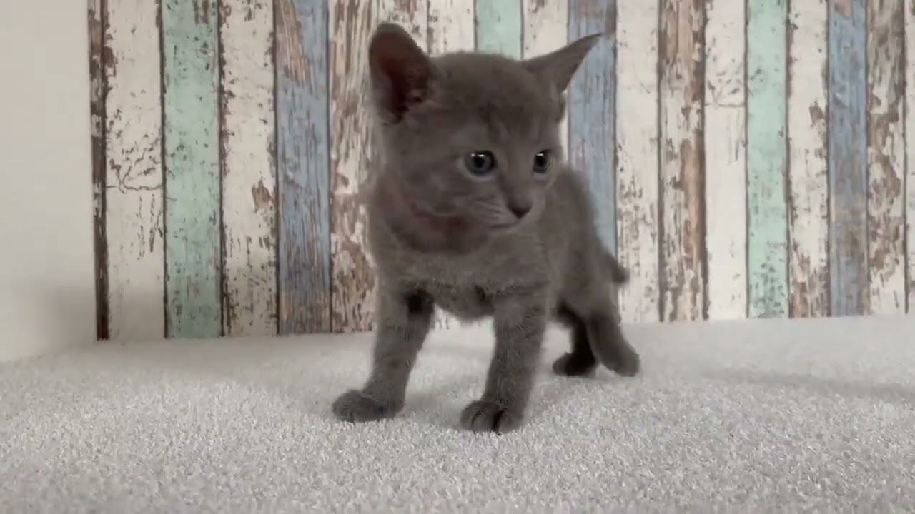 ロシアンブルー ブルーの女の子♡