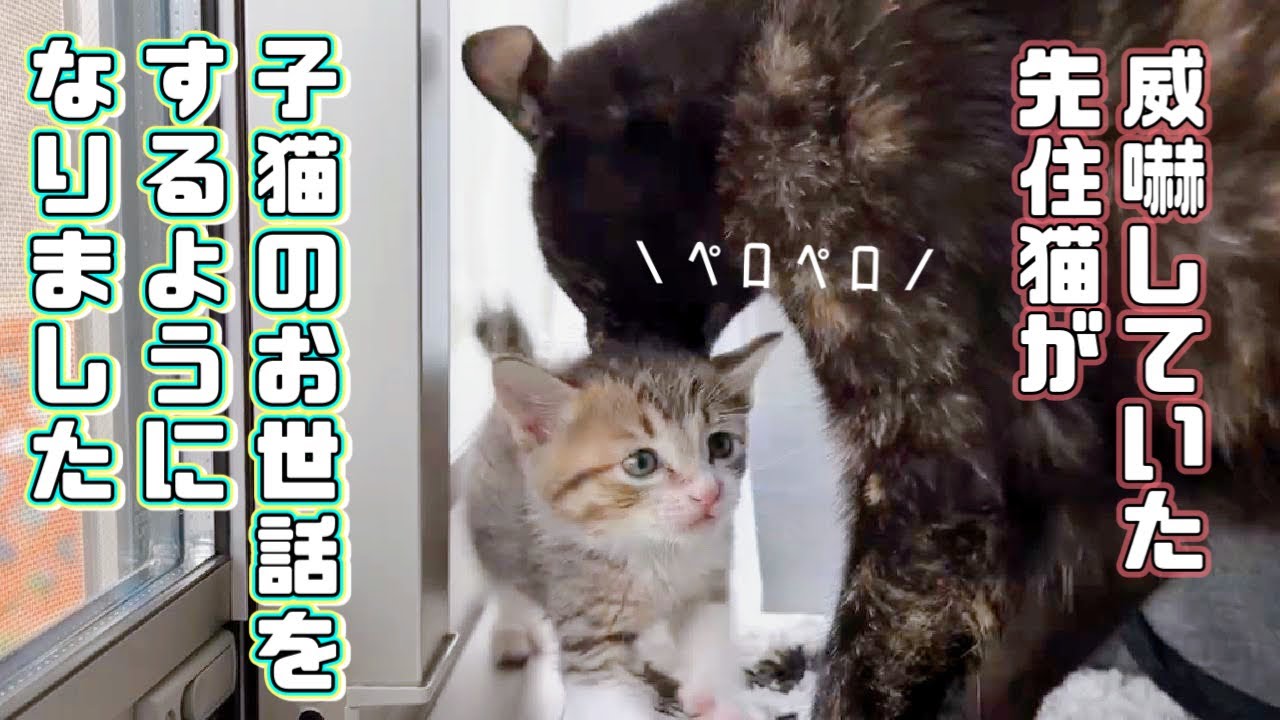 【保護猫】どうしても子猫のお世話がしたい先住猫