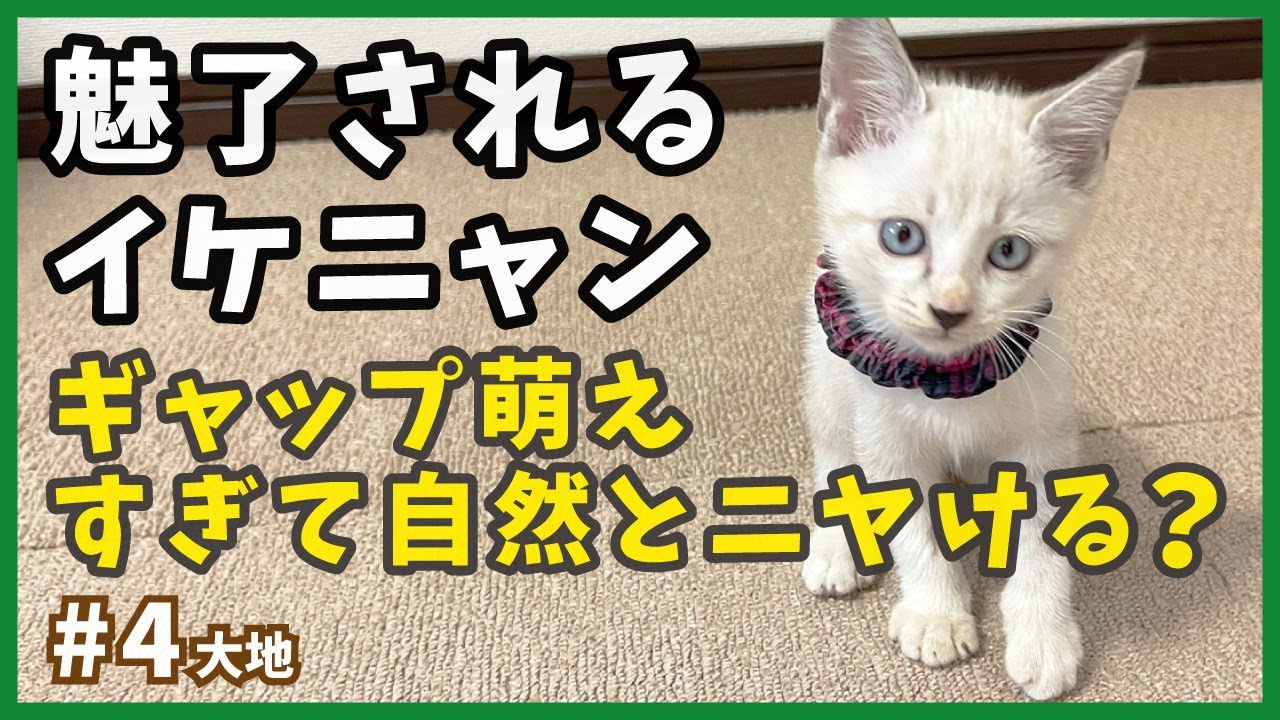 【保護 シャムミックス】萌えキュンしたい人は必見！保護した子猫が可愛すぎてニヤけてしまう・・・。【野良シャム・大地4】/ Kitten  protection