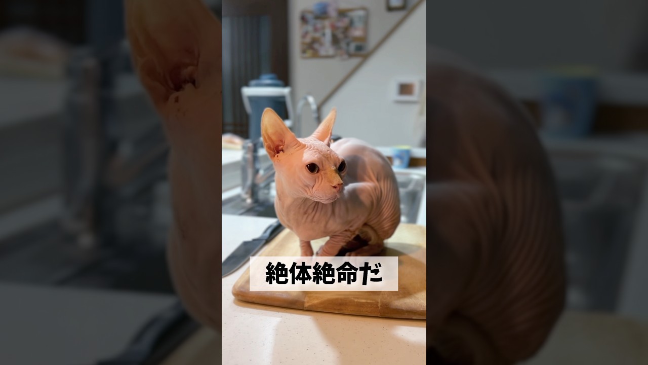 スフィンクス猫、絶体絶命の危機