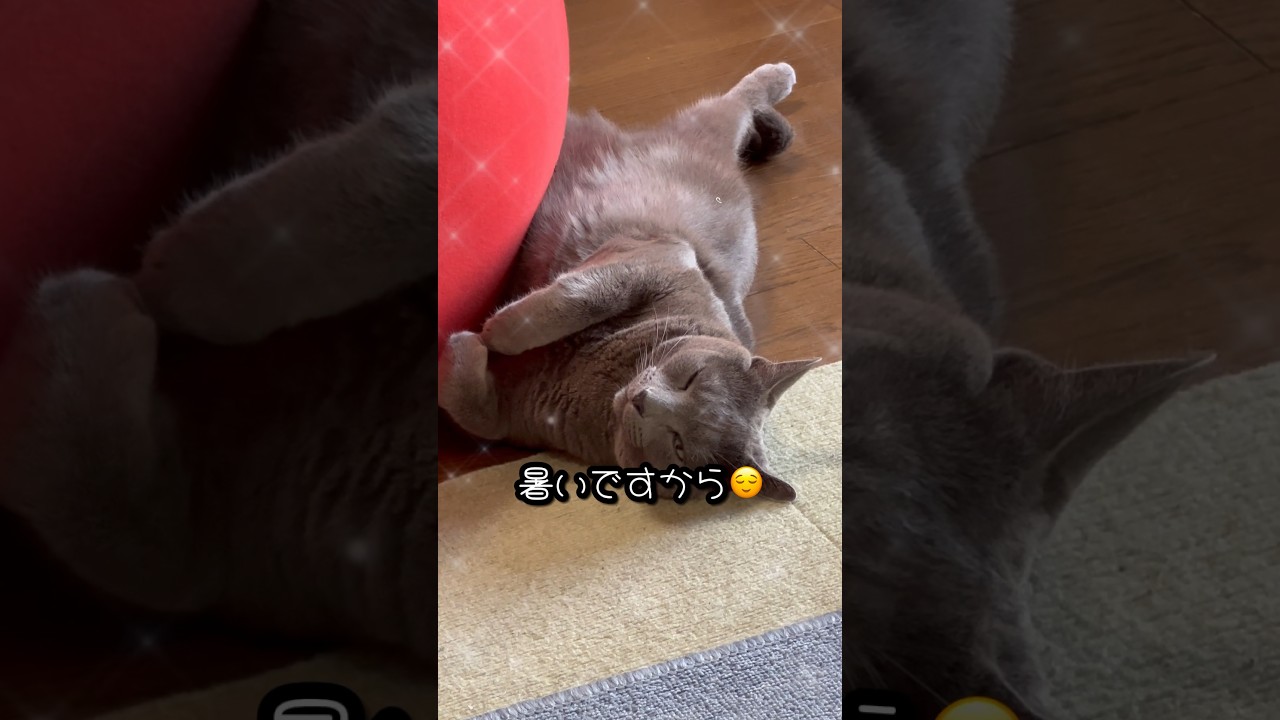 【ロシアンブルー】めろん、今日も転がってます🤭【猫】#shorts