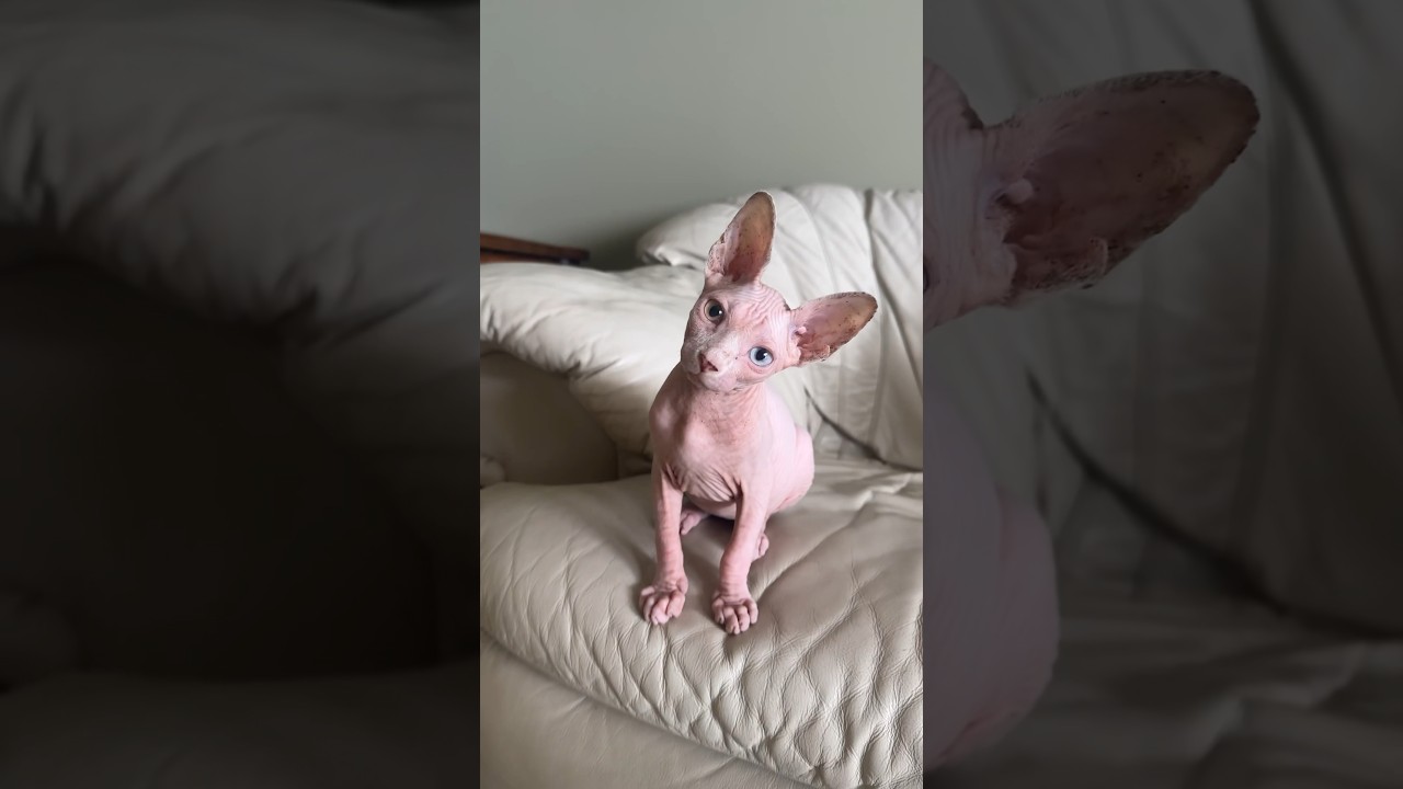 Cute odd eyed sphynx kitten  #kitten #sphynx #oddeyecat #sphynxkitten