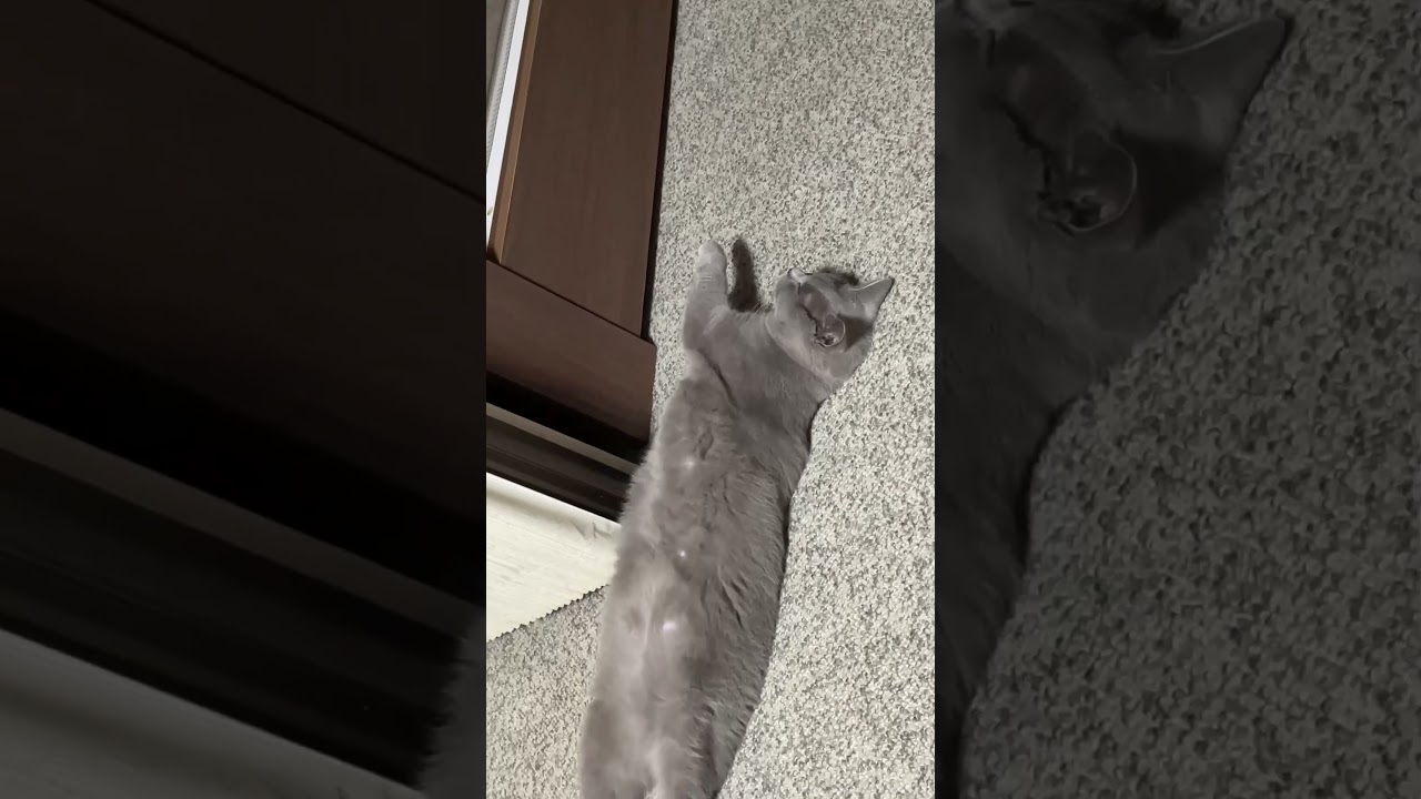猫のシャルトリー           【シャルトリュー】 #shorts