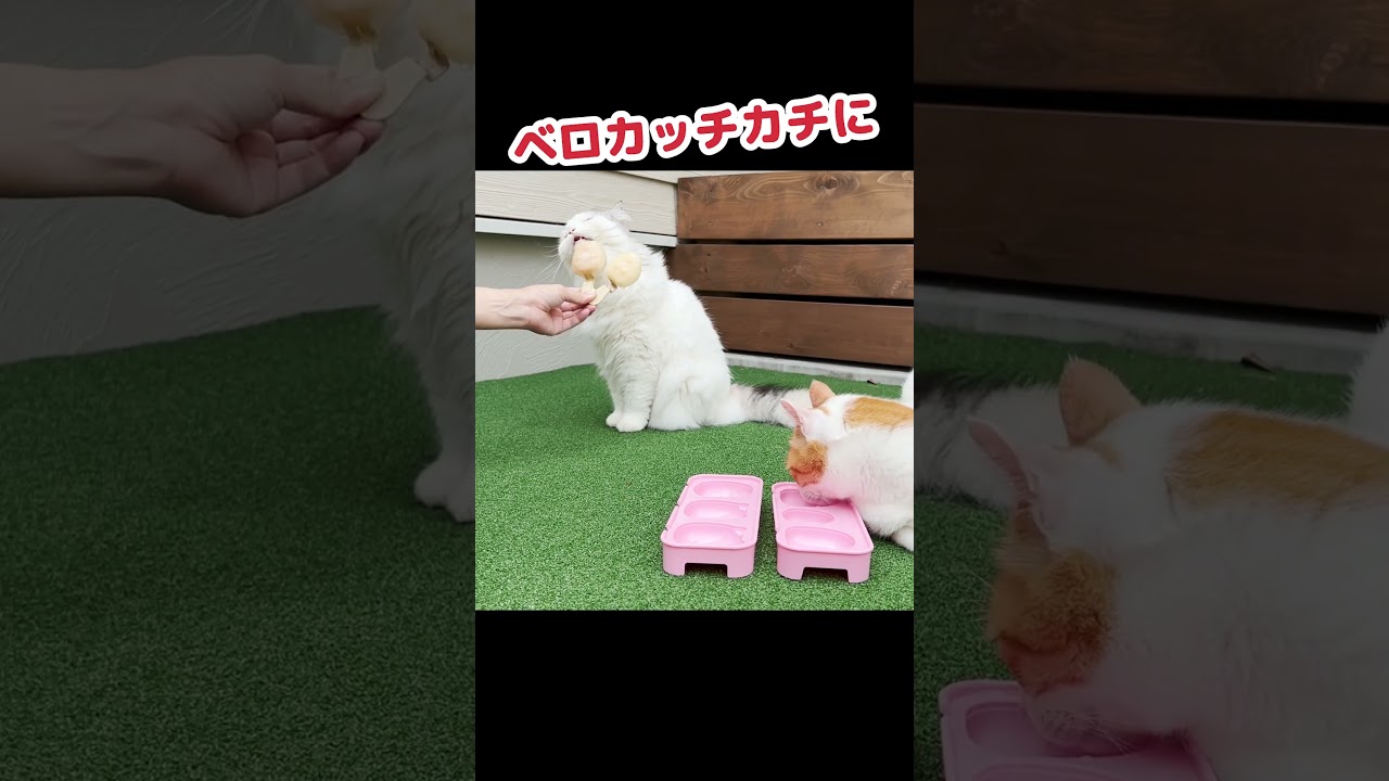 すみっこぐらしのちゅーるアイスを作ってあげました #Shorts