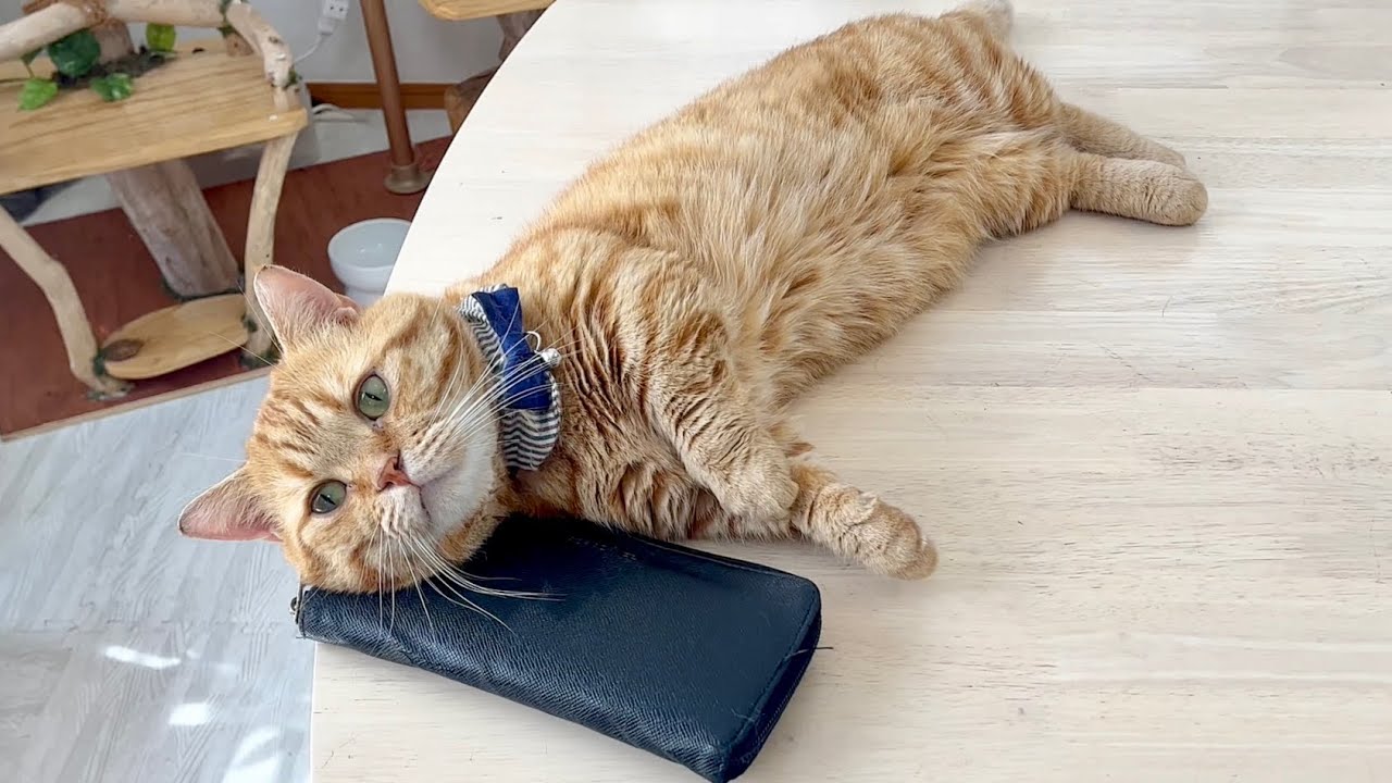 茶々くんが財布を枕にして寝てました。 #猫 #マンチカン