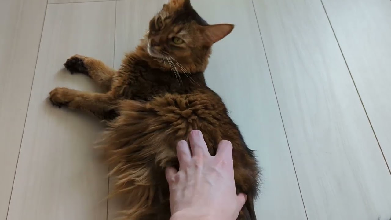 【593日目】もみもみわしゃわしゃ #ソマリ #cat