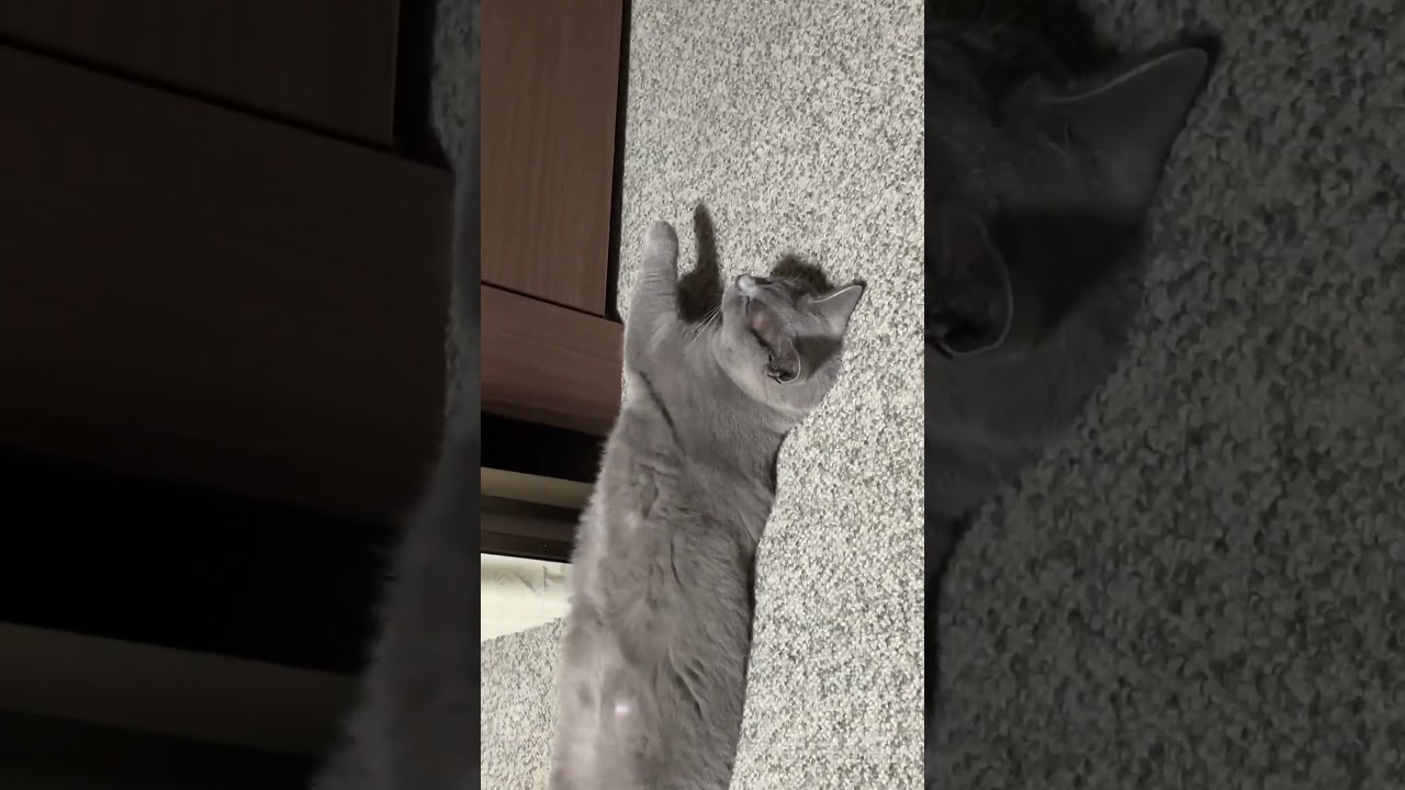 猫のシャルトリー           【シャルトリュー】#shorts