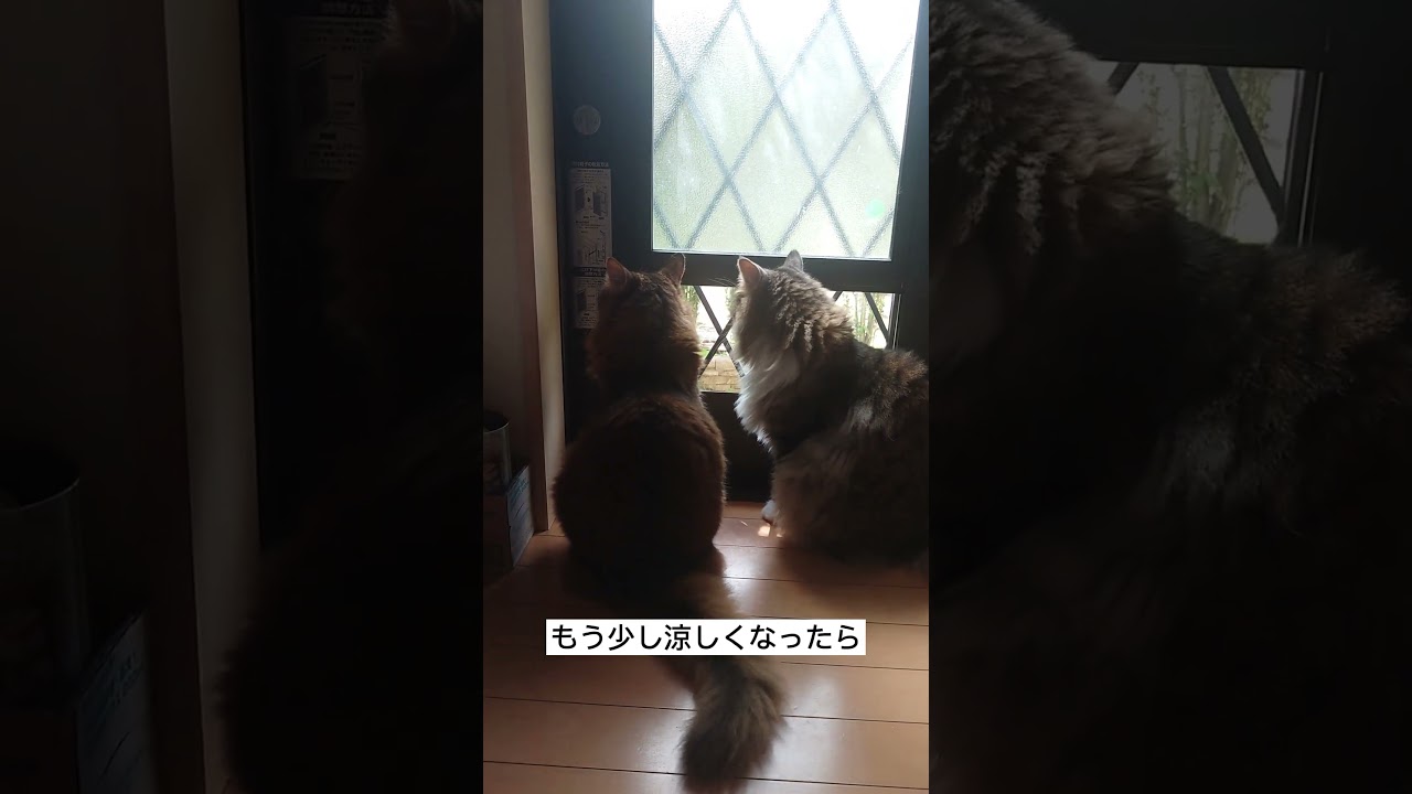 外に出せと何度も何度も催促してい来る我が家の猫たち（ノルウェージャンフォレストキャットとソマリ）