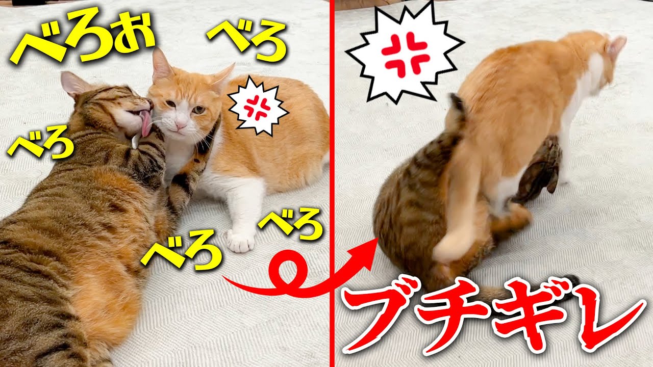 綺麗好きな猫からの強制毛繕いにブチギレた猫がまさかの行動にwwww
