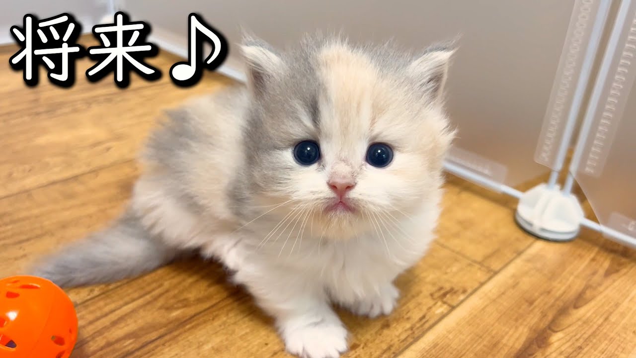 【マンチカンの子猫】子猫の将来が想像でき過ぎて面白い件 ∼猫のいる生活Vol.790~ 出産動画 マンチカン短足・ミヌエット・ペルシャ猫専門ブリーダー『ペット蔵人』【子猫の成長記録】