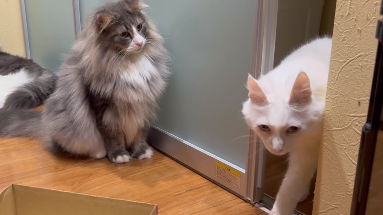 【必殺！スローモーション！】気配を消すことができるターキッシュアンゴラが可愛すぎたwww