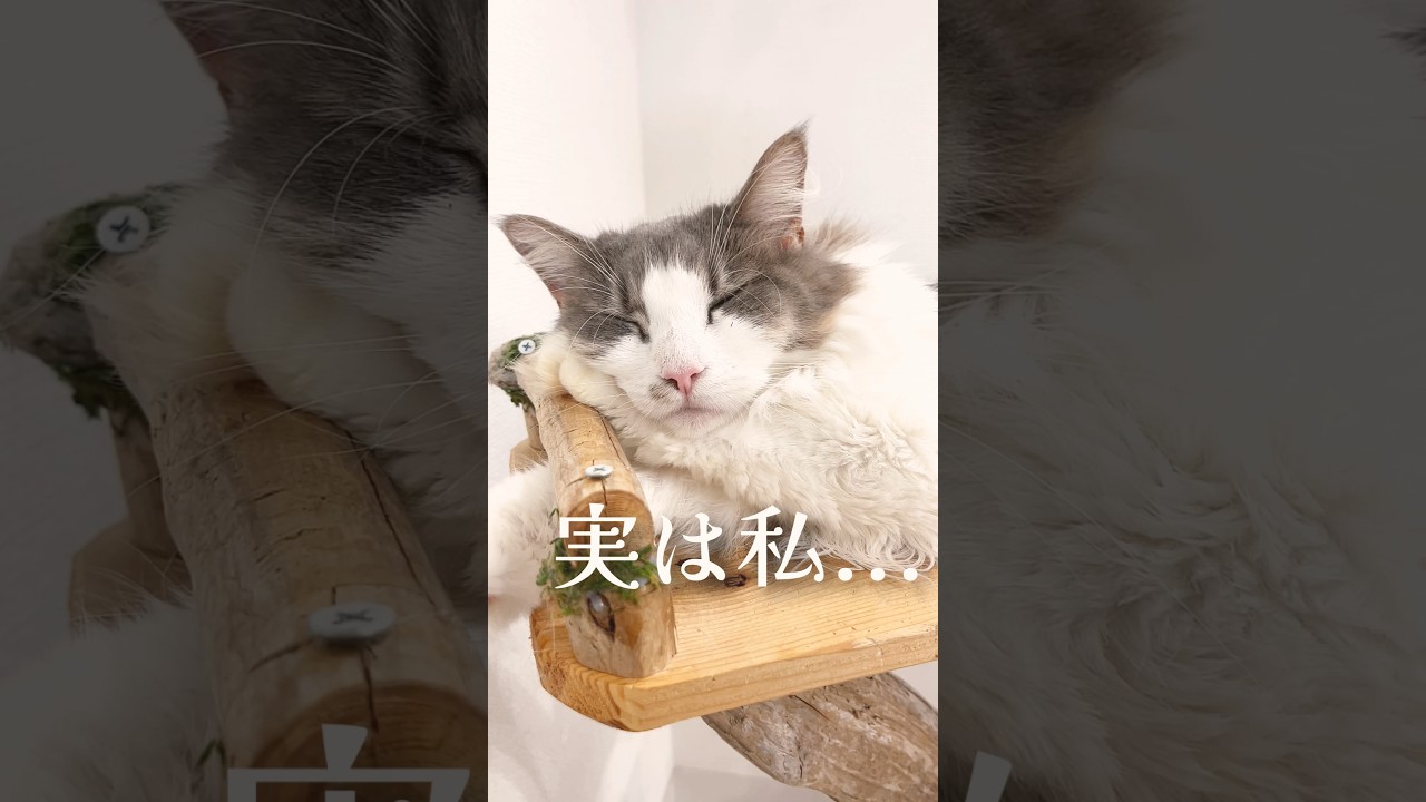実は私... #猫 #サイベリアン #shorts