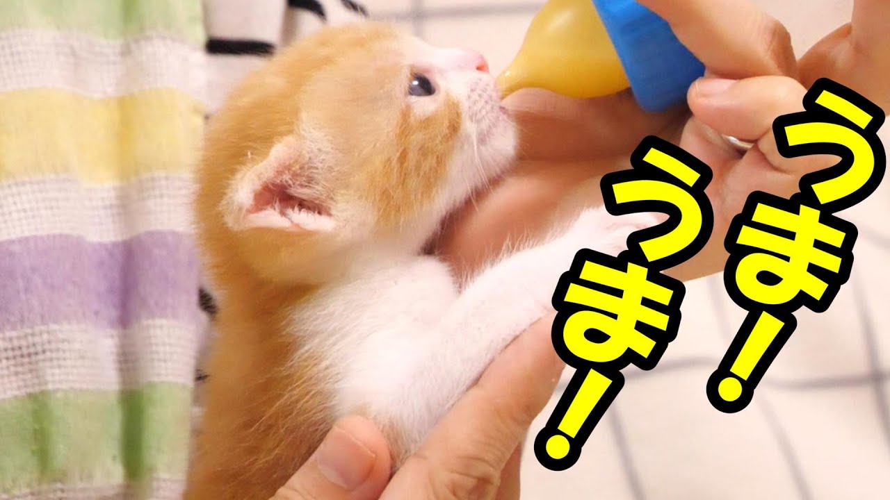 ママを見つけた子猫がミルクをうま！うま！飲み干す【赤ちゃん猫　保護猫】