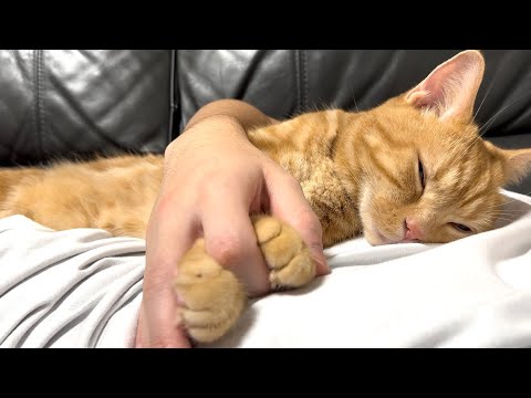 甘えん坊の猫が飼い主の上で爆睡しちゃう姿がかわいすぎたw