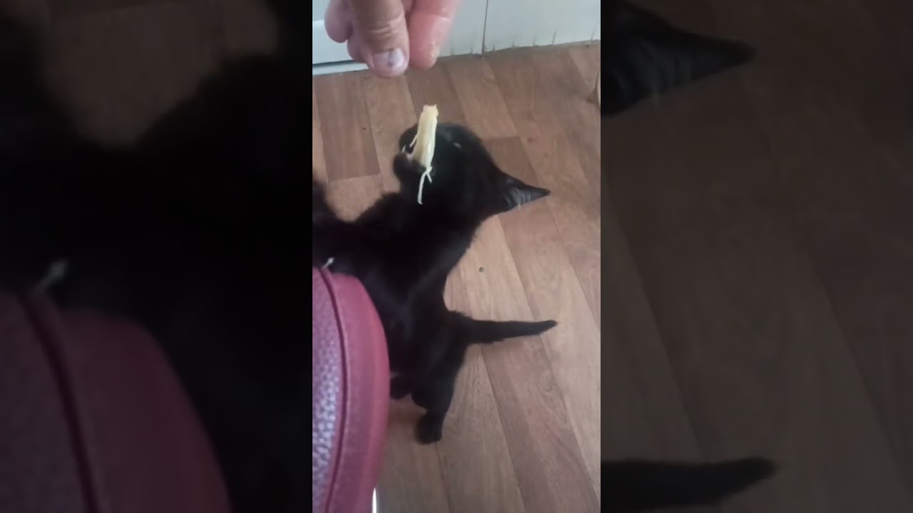 Chicken Dinner for Mr Kitten.🐈‍⬛ #shorts #cat #kitten #catlover #catvideo