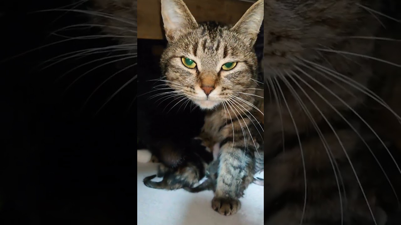 ルナちゃんが2回目の出産をしました‼️😁㊗️ #shorts