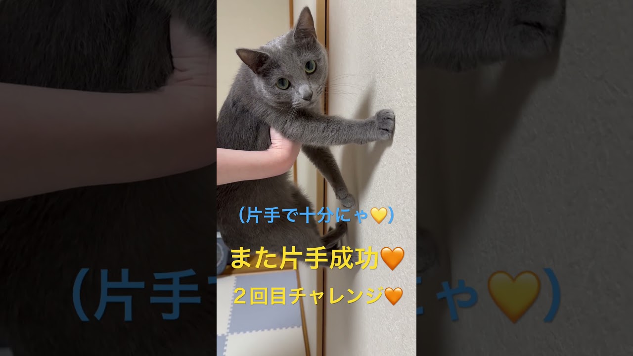 猫壁チャレンジ💛テイク②（ロシアンブルー）#shorts