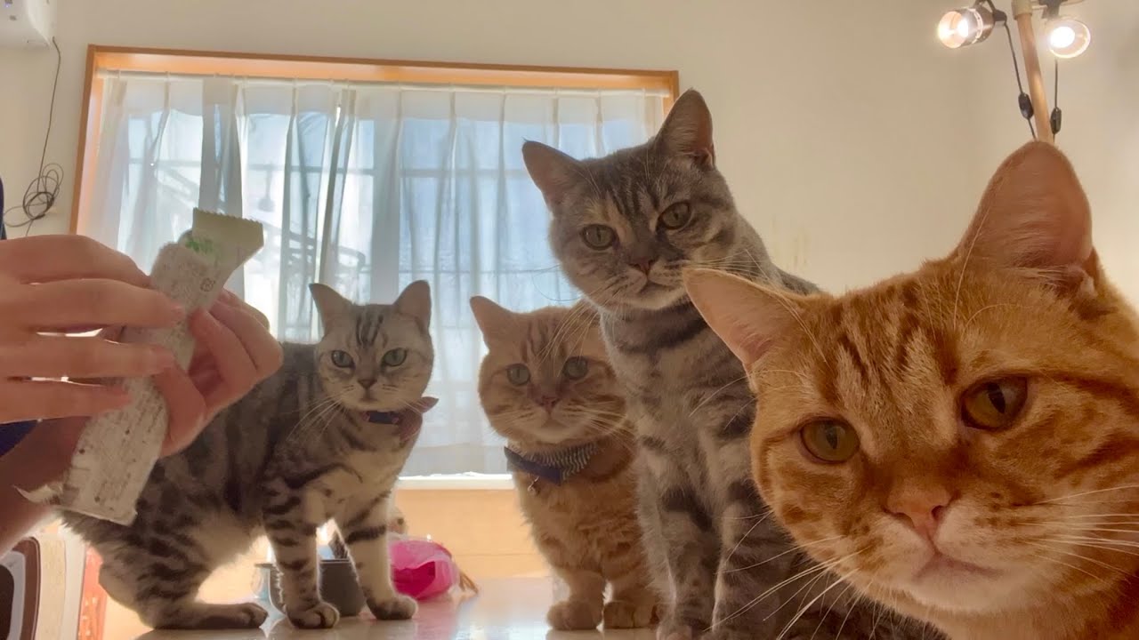 ママの朝ごはんに興味津々な猫たち#猫 #マンチカン