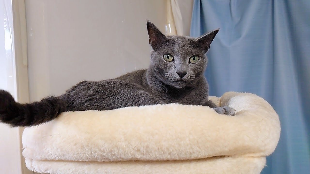 【猫動画】天井を気にしていたずらしちゃうロシアンブルー【russianbule】Russian Blue plays tricks on the ceiling