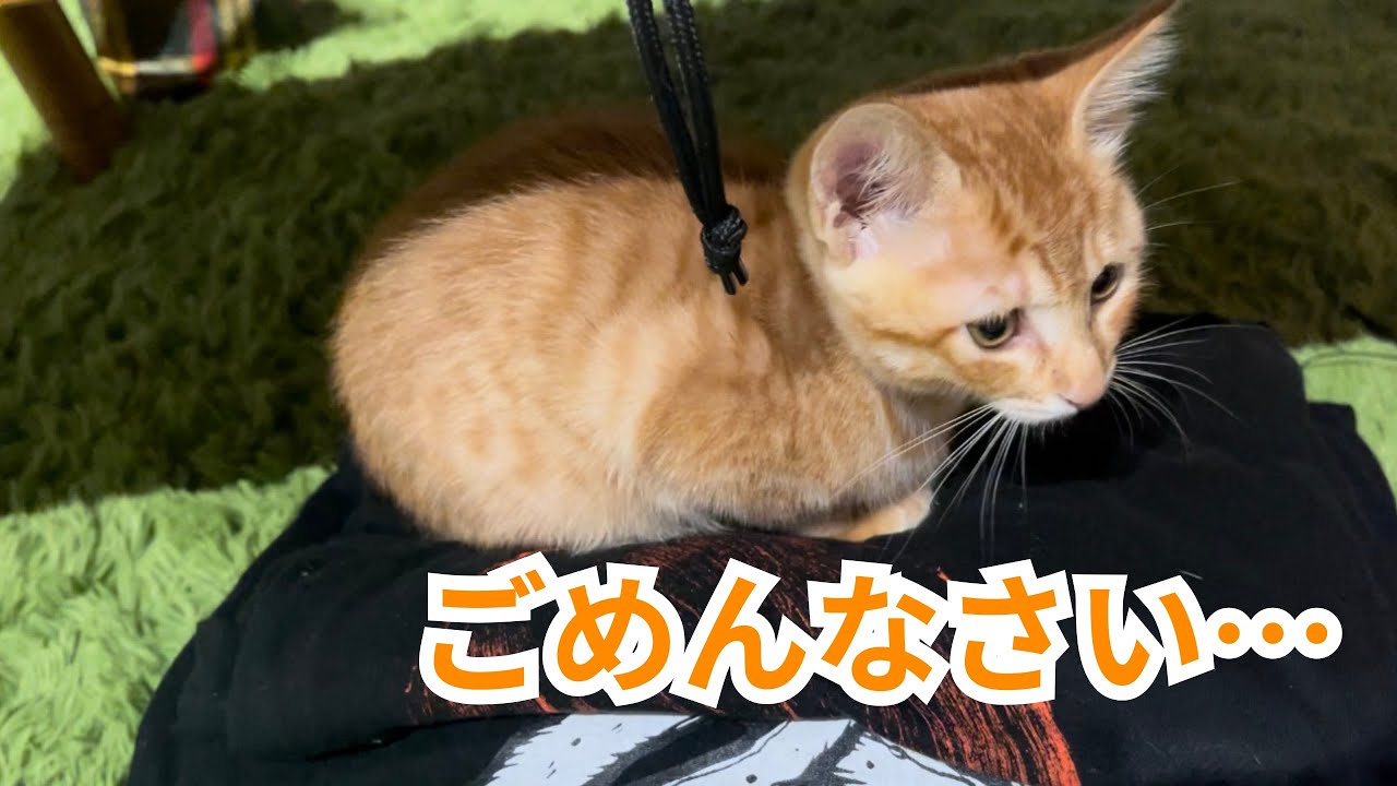 【保護猫】茶トラの子猫がやらかしました…