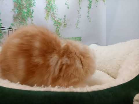 643582 アメリカンカール