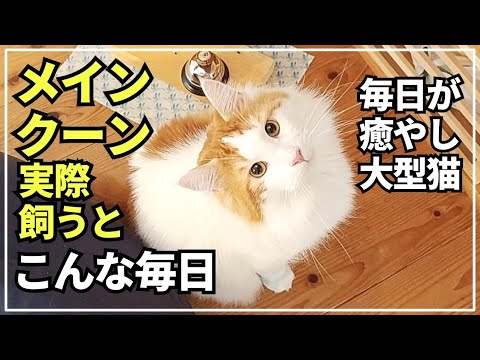 大型猫の日常ってこんな感じ！髭にご飯がくっついて困った猫が可愛くて癒やされました🐱【メインクーン】