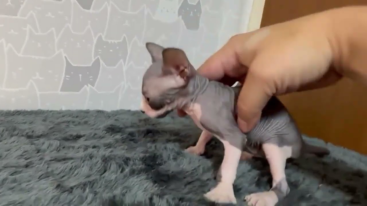 スフィンクス ブラック&ホワイトの男の子♪