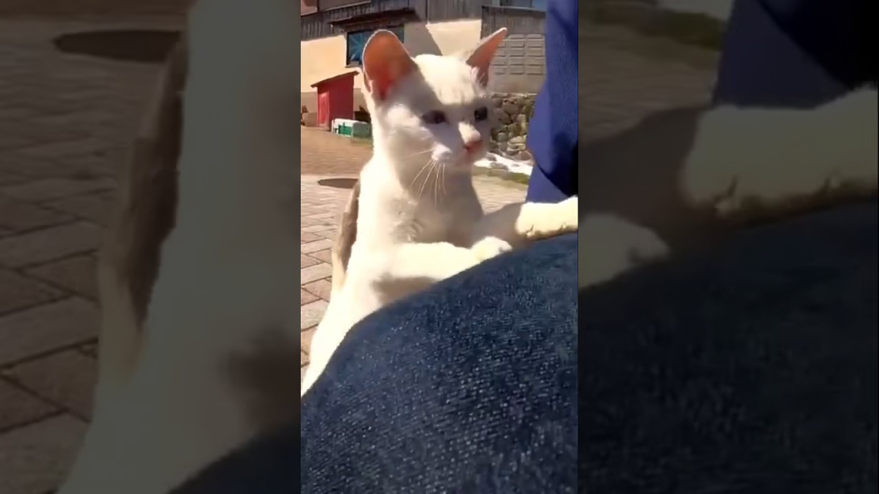 子猫のアピールが可愛すぎる…#shorts