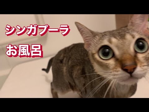 【シンガプーラ】こてつ君　月1お風呂