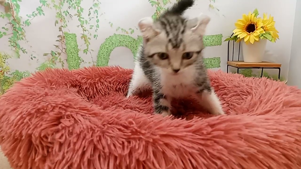 647366 アメリカンカール