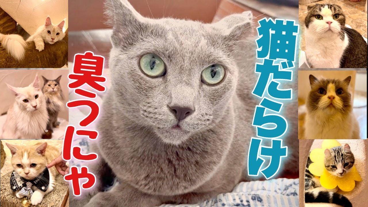 ロシアンブルー | 猫カフェ人気店「てまりのおしろ」 ~ ボクのような可愛い猫が居ながら何故行くの？ [Russian Blue cat Kotetsu] Popular cat cafe