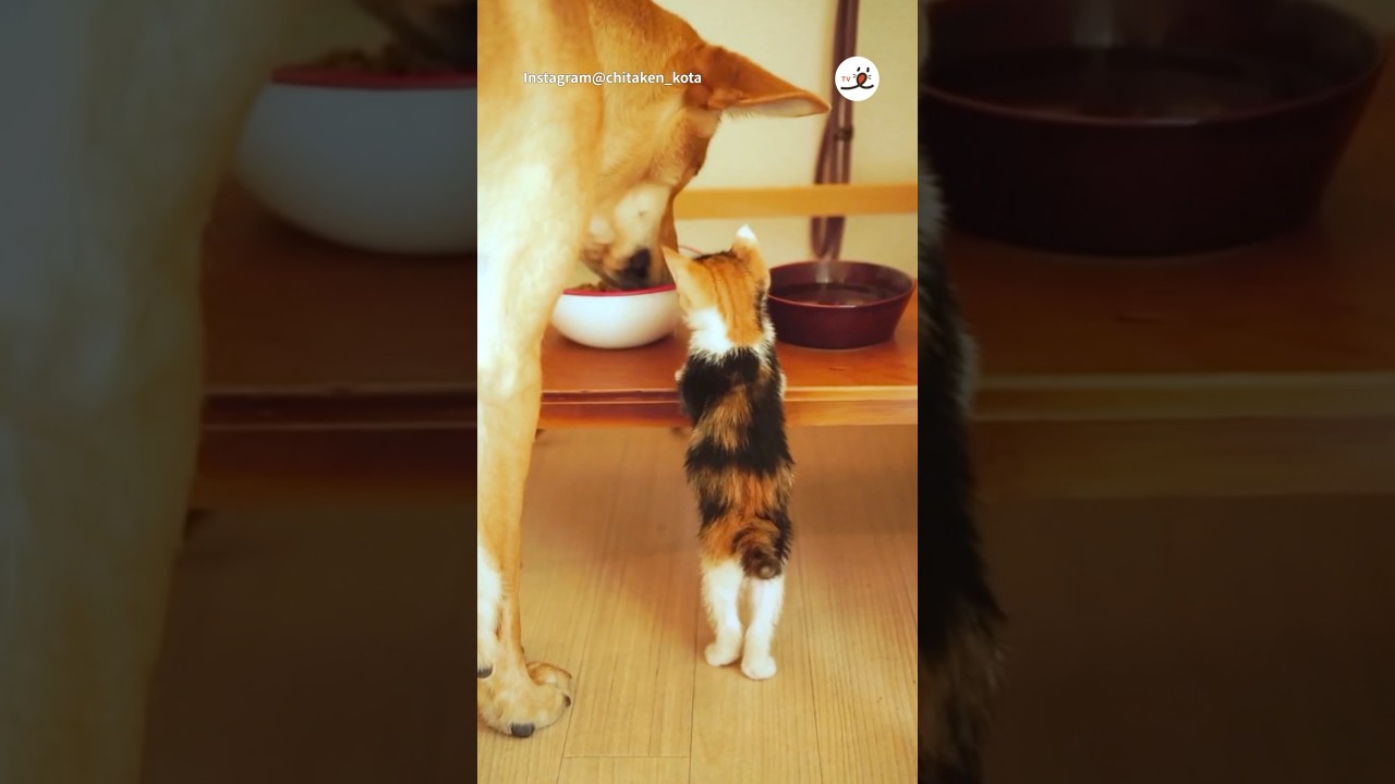 一緒だとオイシイね💕｜PECO #子猫 #保護猫 #保護犬 #犬と猫のいる暮らし #kitten #dogandcat #dogandcatfriends