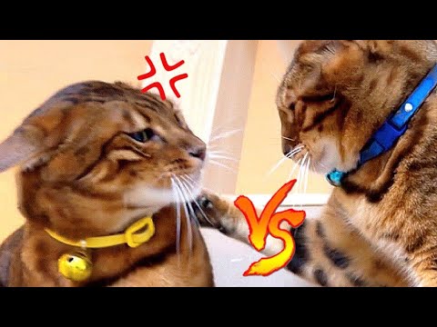 怒りで耳がなくなるほど飼い主の取り合いをする親子猫さん
